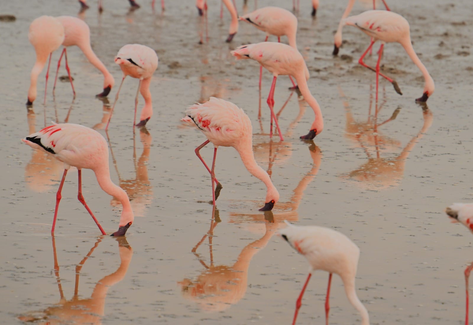 Tanzania 6 Days Bird Watching Safari